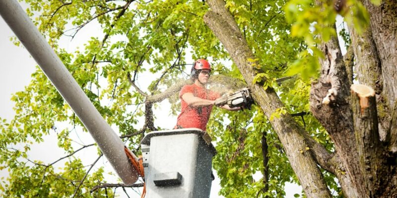 Advanced Tree Service